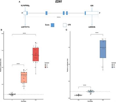 Common Variation in EDN1 Regulatory Regions Highlights the Role of PPARγ as a Key Regulator of Endothelin in vitro